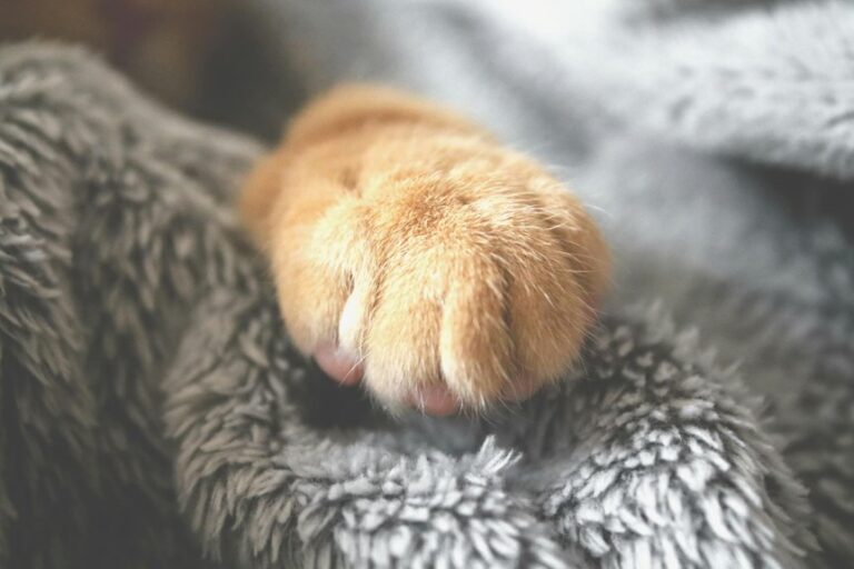 cats communicate with humans