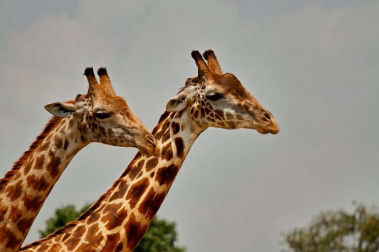 giraffes necks evolved for survival