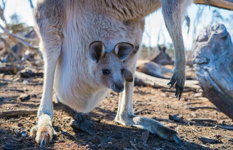 kangaroo pouch contents revealed