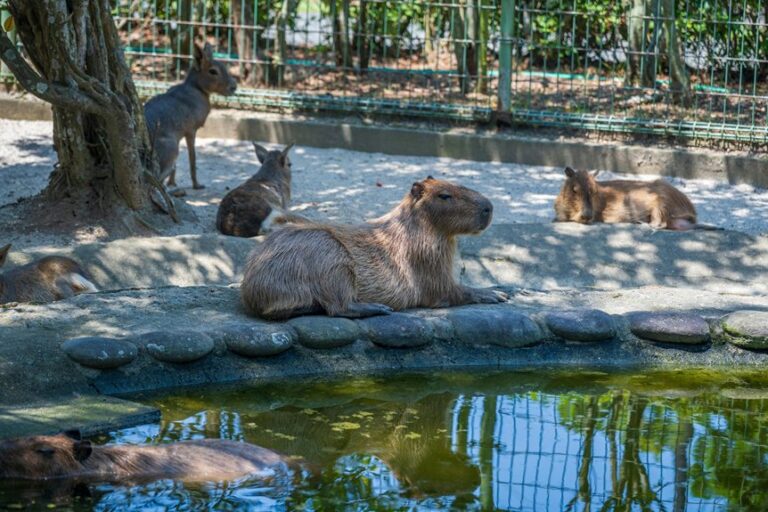 relaxed nature of capybaras