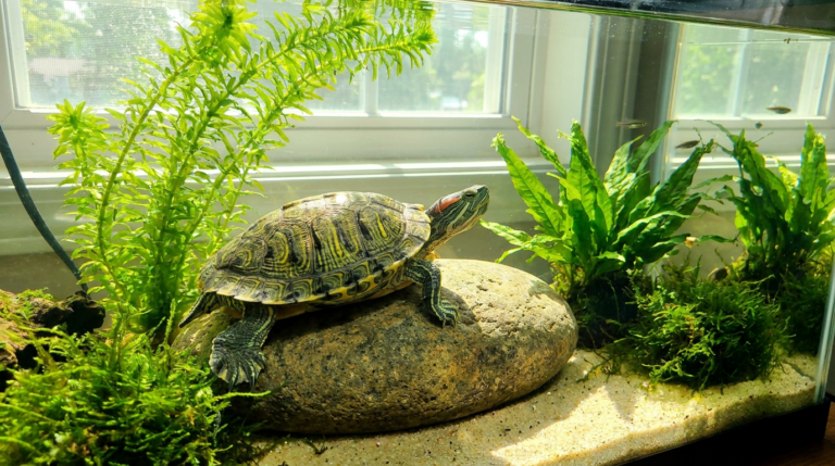 how long do turtles live without food - How Long Do Turtles Live Without Food? Longer Than You'd Guess