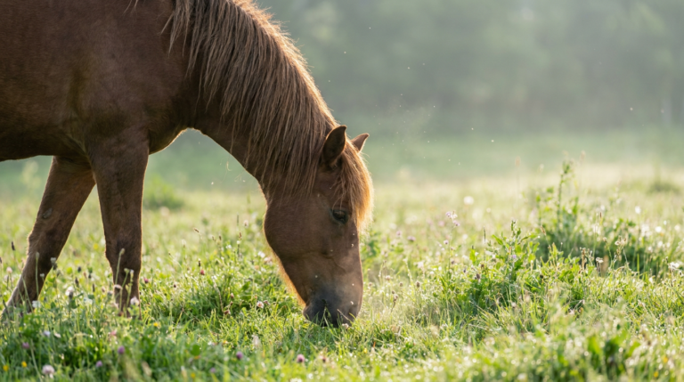 Brown horse grazing in a green pasture